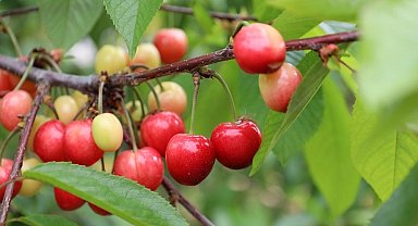 Bu yıl kiraza doyacağız