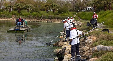 Çakalburnu Lagünü'nden Körfez'e yayılan yosunlara yoğun müdahale