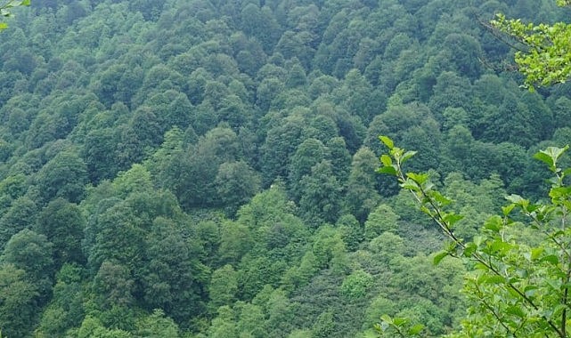 Kestane ormanları alarm veriyor: 