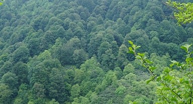 Kestane ormanları alarm veriyor: “Yıllardır ürün yok, doğa sahipsiz kaldı”
