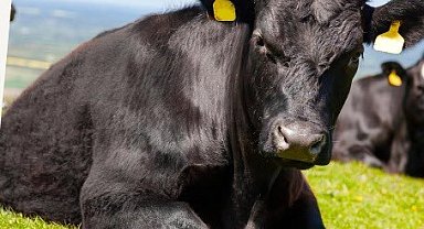 "Kırsalda Bereket"te 9. etap... Gebe düve dağıtımları başlıyor