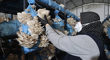 Kocaeli İzmit'te istiridye mantarı üretimiyle vatandaşa destek oluyor