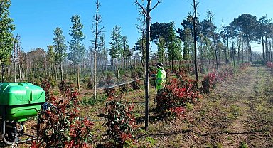 Kocaeli'de fidanlara koruyucu müdahale