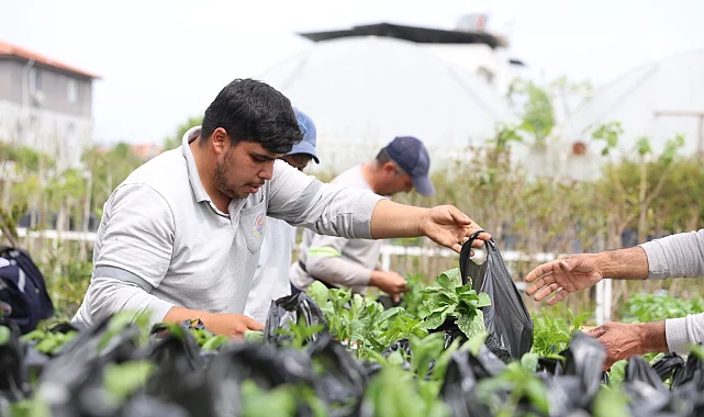 Muğla Dalaman'da üreticilere fide desteği sağlandı