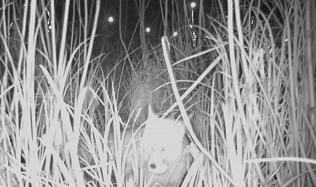 Ordu Durugöl Kurtuluş Tabiat Parkı'nda tilki yumurtaların peşinde