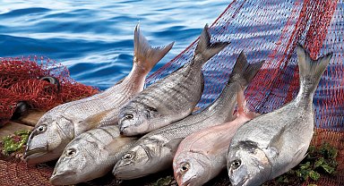 Su ürünleri ilk çeyrekte ihracatını yüzde 24 artırdı... Levrek liderliğini sürdürdü