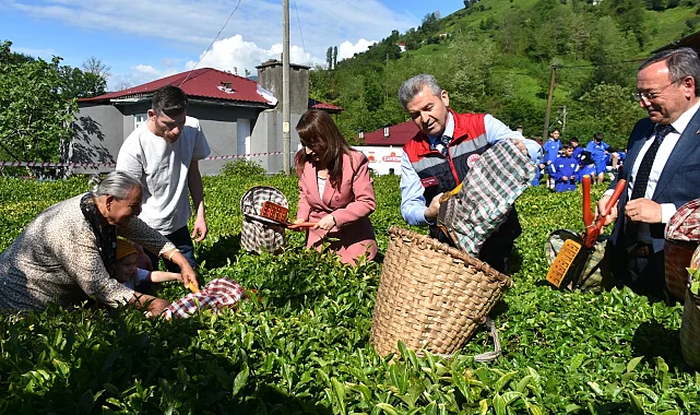 Artvin'de geleneksel çay hasadı başladı