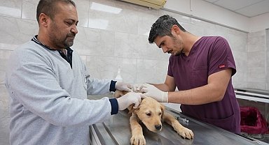 Denizli'de sokak hayvanlarına kalıcı çözüm hamlesi