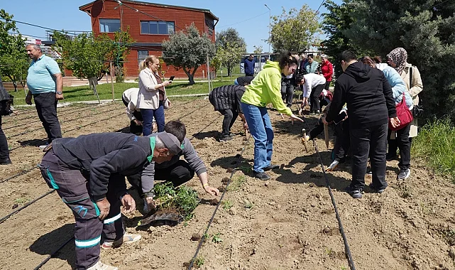 İstanbul Beylikdüzü'nde yazlık fideler toprakla buluştu