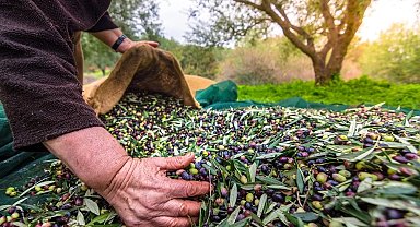 İzmir'de Uluslararası Zeytin Zirvesi... 13 ülkeden uzmanlar buluşuyor