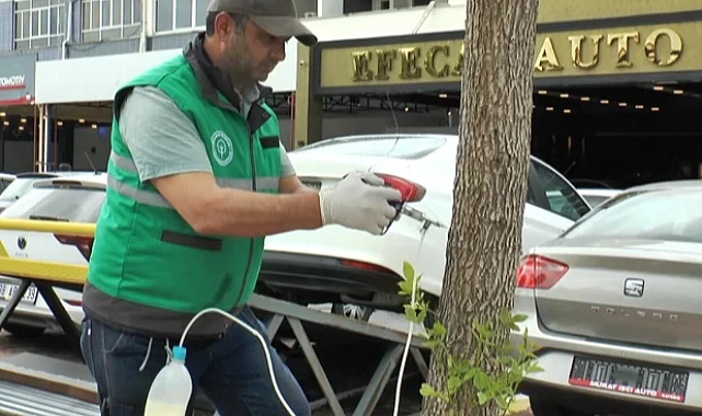 Kayseri Kocasinan'da ağaçlara sıkı koruma