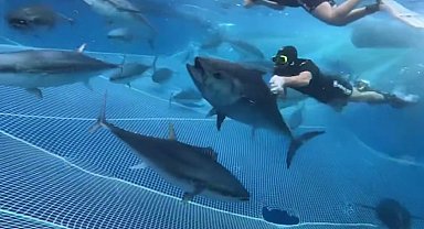 Alanya açıklarında 28 orkinos uydu vericisiyle takibe alındı