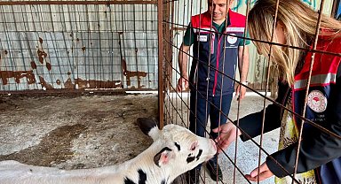 Edirne İpsala hayvancılığında kalite tescillendi