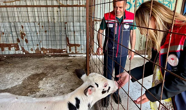 Edirne İpsala hayvancılığında kalite tescillendi