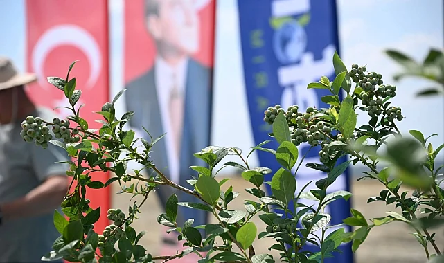 İpsala'da 150 bin yaban mersini dikilecek