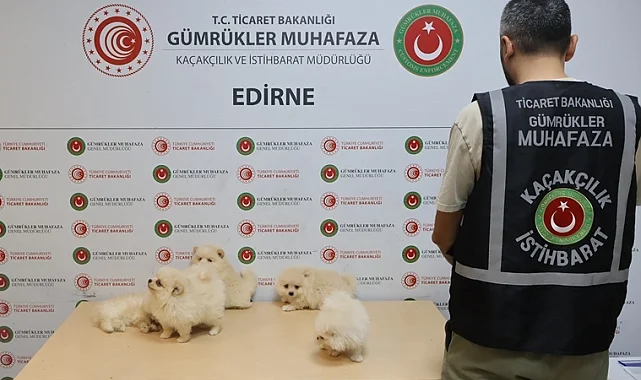 Kapıkule'de kaçakçılık operasyonu... 6 Pomeranian yavrusu ele geçirildi!