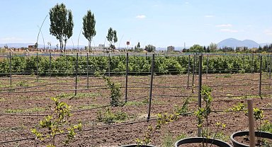 Kayseri Kocasinan'da 60 bin fideli tarımsal üretim