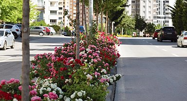 Kayseri Talas'ta çiçek yılında sahne güllerin
