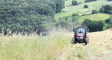 Kocaeli'de "süt otu" hasadı başladı