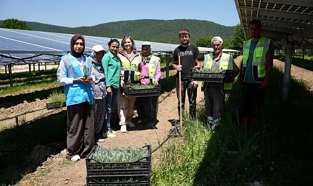 Samsun'da GES sahasında Agrivoltaik Tarım Uygulaması