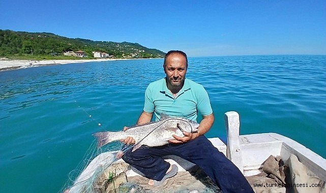 Türkeli’de nadir görülen kötek balığı avlandı