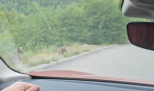 Türkeli'de yola inen ayı ve yavrusu cep telefonu kamerada