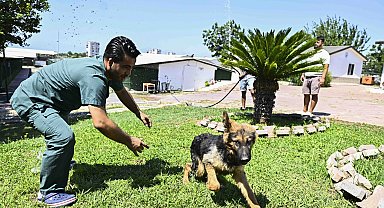 Antalya Muratpaşa'dan patili dostlara serin dokunuş
