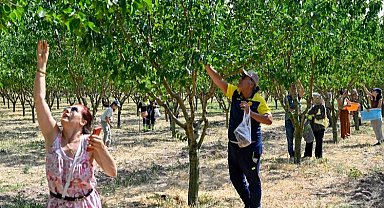 Başkentliler Ata Çiftliği'nde hasat yaptı