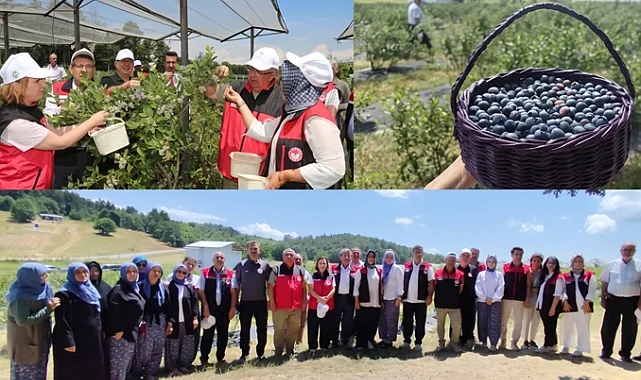Bursa'da organik maviyemiş üretimi yaygınlaşıyor