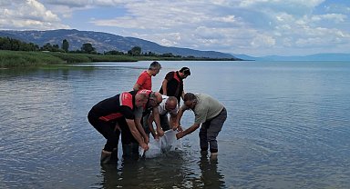 İznik Gölü'ne 2 bin 500 yayın balığı yavrusu bırakıldı