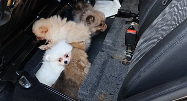 Kapıkule'de araçta gizlenen 5 yavru köpek ele geçirildi