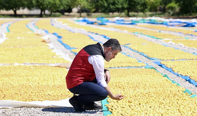 Malatya kayısısında bereket