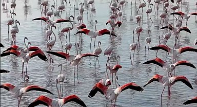 Tuz Gölü'nde flamingo sevinci