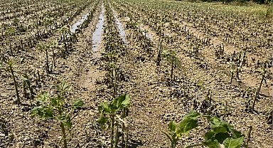 Yılın ilk yarısında 900 bin dekara yakın tarım arazisi doğal afetlerden zarar gördü