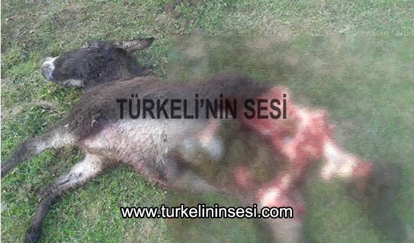 Aç ayılar eşeği yedi