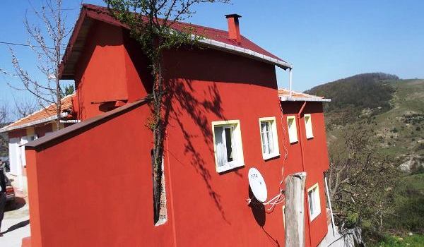 Ağaca kıyamadı, evinin içinden geçirdi