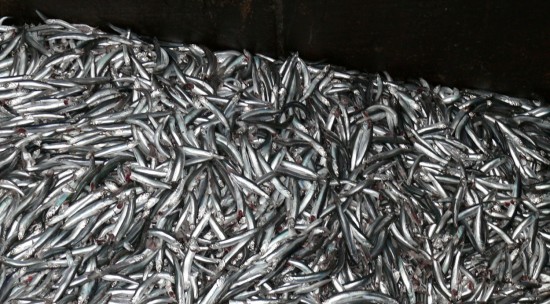 Çatalzeytin’de 7 ton hamsi avlandı