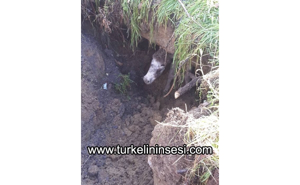 Çukura düşen eşeği, ekipler kurtardı