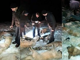Devrekani’de köpek katliamı! 9 köpek, zehirlenerek çöplüğe atıldı