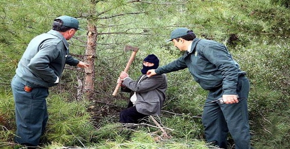 Hazine arazisinden ağaç kesen üç kişi yakalandı