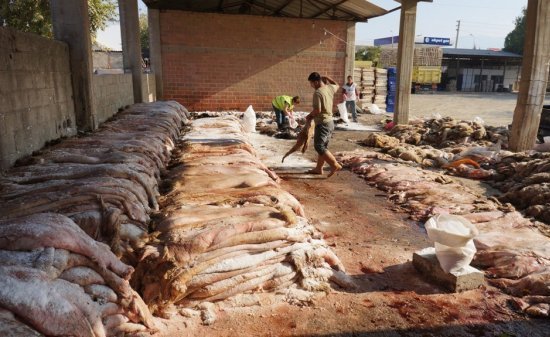 THK, Türkeli’de 211 deri topladı