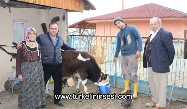 Türkeli’de Ay-yıldızlı dana ilgi görüyor