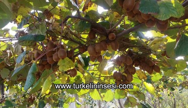 Türkeli’de kivi hasadı sona erdi