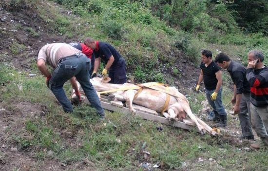 Uçuruma yuvarlanan inek 3,5 saatte kurtarıldı